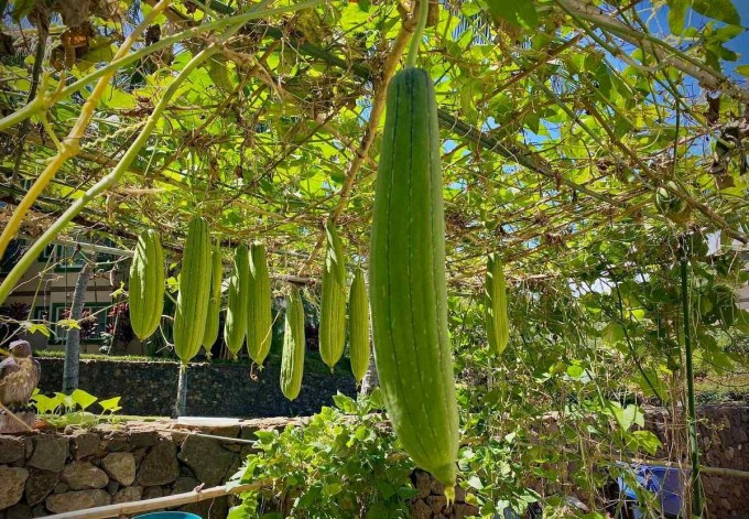 Vợ Việt nấu bánh xèo, phở bò khiến chồng con Mỹ mê tít 13 Vợ Việt nấu bánh xèo, phở bò khiến chồng con Mỹ mê tít - 12