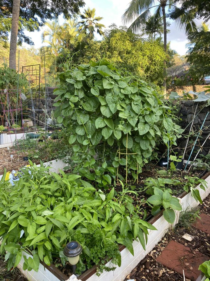 Vợ Việt nấu bánh xèo, phở bò khiến chồng con Mỹ mê tít 15 Vợ Việt nấu bánh xèo, phở bò khiến chồng con Mỹ mê tít - 14