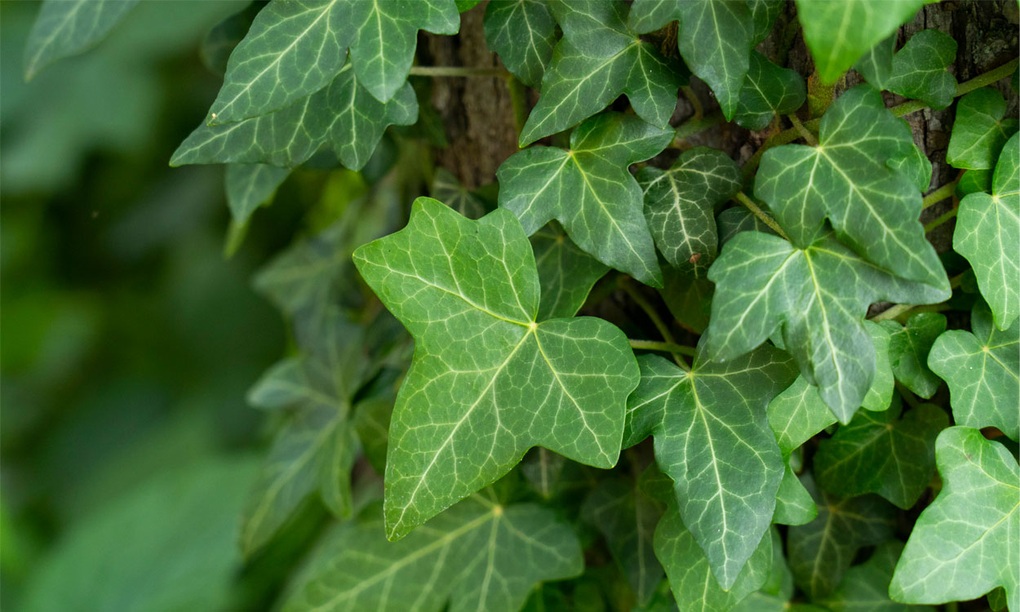 Xu hướng sử dụng thảo dược trong chăm sóc sức khỏe hô hấp - 3