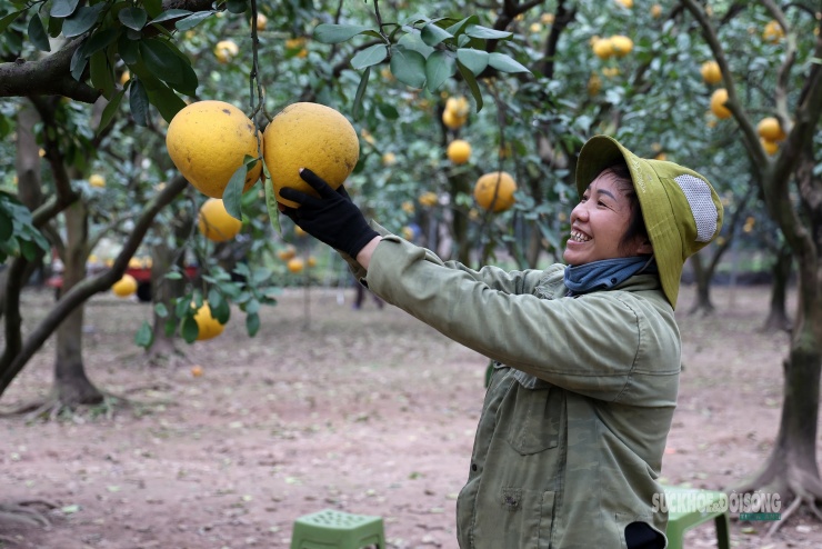 Những quả bưởi Diễn được lựa chọn kỹ lưỡng, ưu tiên dáng tròn đều, màu vàng đẹp mắt.