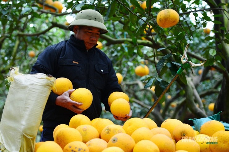 Người Thủ đô rộn ràng vừa mua vừa check-in bưởi Diễn trước thềm Tết Bính Ngọ - 13
