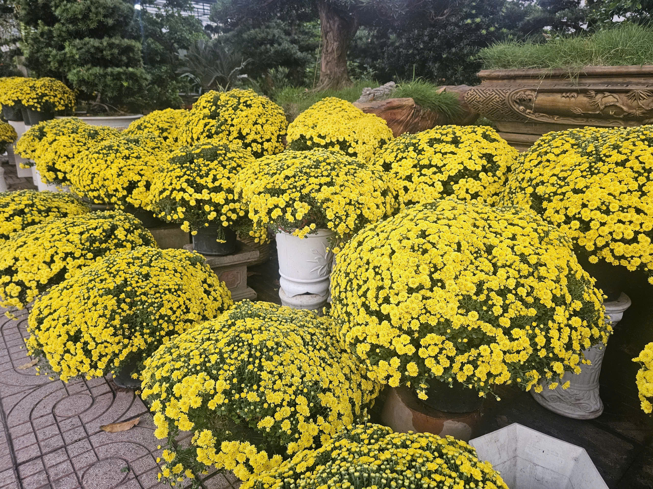 Giá cúc mâm xôi Tết năm nay có rẻ hơn không khi nhiều nơi kêu gọi giải cứu? - Ảnh 2. Giá cúc mâm xôi Tết năm nay có rẻ hơn không khi nhiều nơi kêu gọi giải cứu? - Ảnh 2.