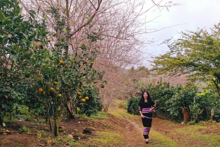 Bình minh sắc hồng giữa đại ngàn Măng Đen - 12