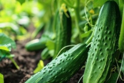 Sai lầm khi ăn dưa chuột nhiều người thường mắc phải mà không biết