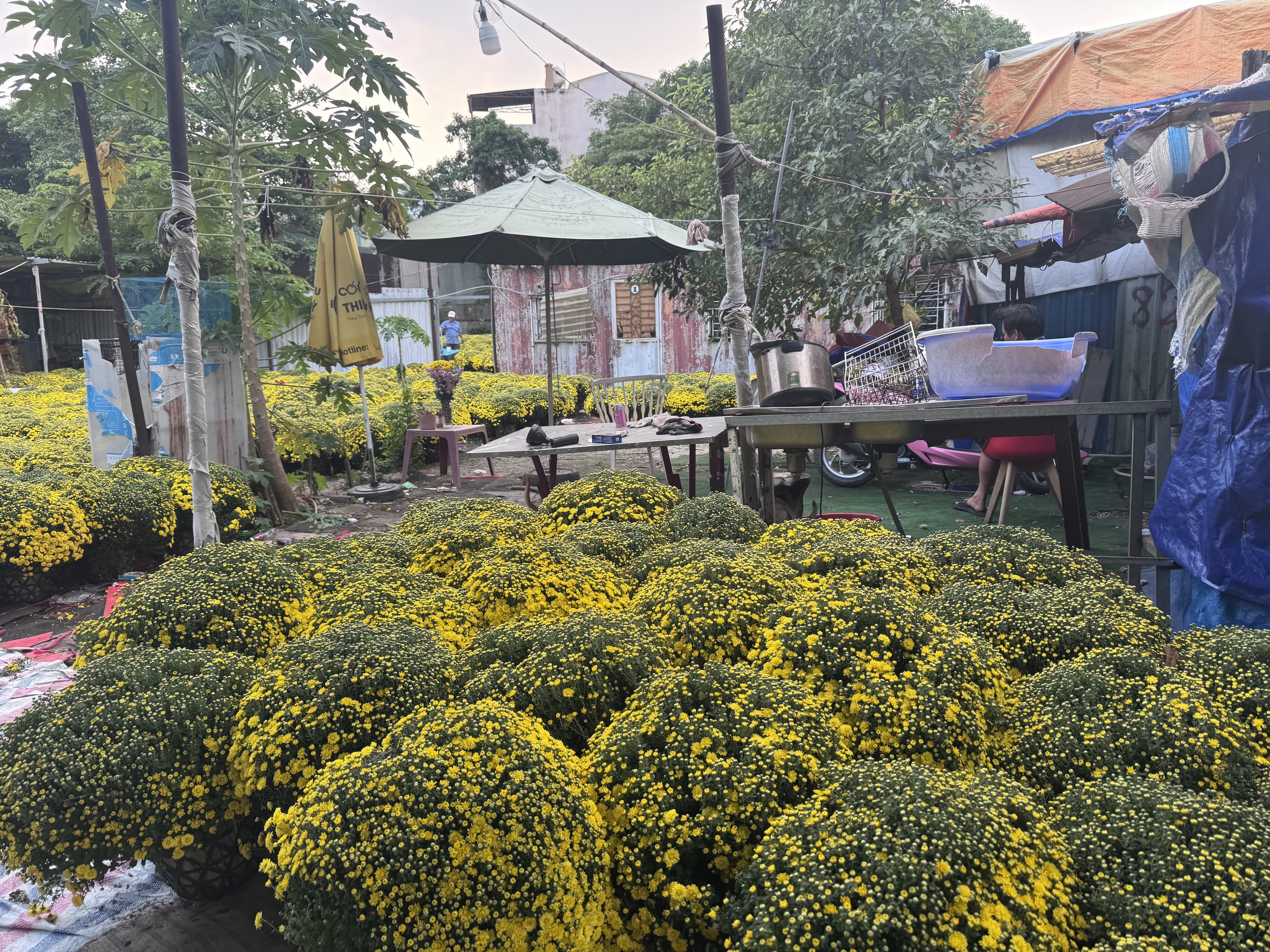 Cúc mâm xôi Tết 2023: Giá cả và sự đa dạng tại TP HCM - Ảnh 6.