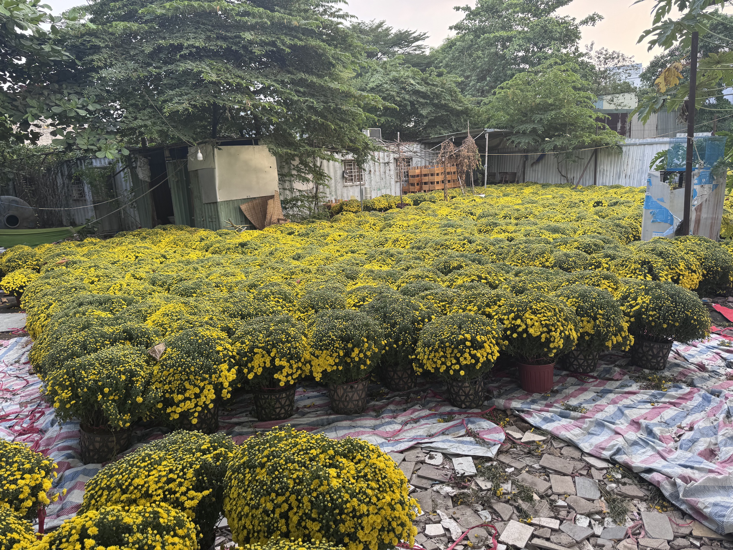 Cúc mâm xôi Tết 2023: Giá cả và sự đa dạng tại TP HCM - Ảnh 7.