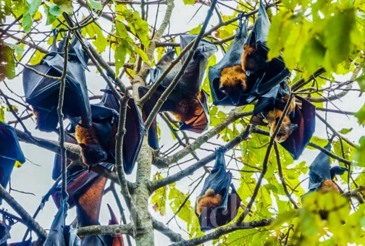 Virus Nipah là bệnh truyền nhiễm nguy hiểm, có nguồn gốc từ động vật hoang dã, chủ yếu là dơi ăn quả, với tỷ lệ tử vong cao và chưa có thuốc điều trị đặc hiệu.