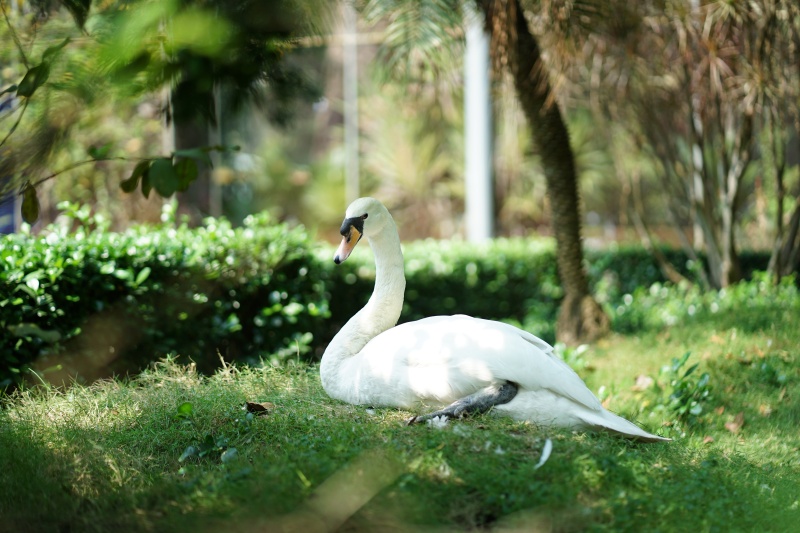 Sau vụ bắt cóc hy hữu, con thiên nga trắng còn lại tại Thảo Cầm Viên trong tình trạng khác lạ khiến nhiều người lo lắng- Ảnh 2.