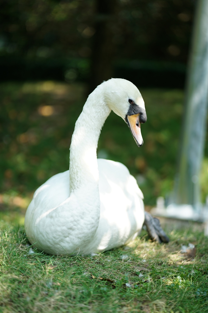 Sau vụ bắt cóc hy hữu, con thiên nga trắng còn lại tại Thảo Cầm Viên trong tình trạng khác lạ khiến nhiều người lo lắng- Ảnh 3.