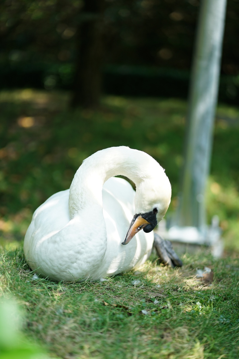 Sau vụ bắt cóc hy hữu, con thiên nga trắng còn lại tại Thảo Cầm Viên trong tình trạng khác lạ khiến nhiều người lo lắng- Ảnh 4.