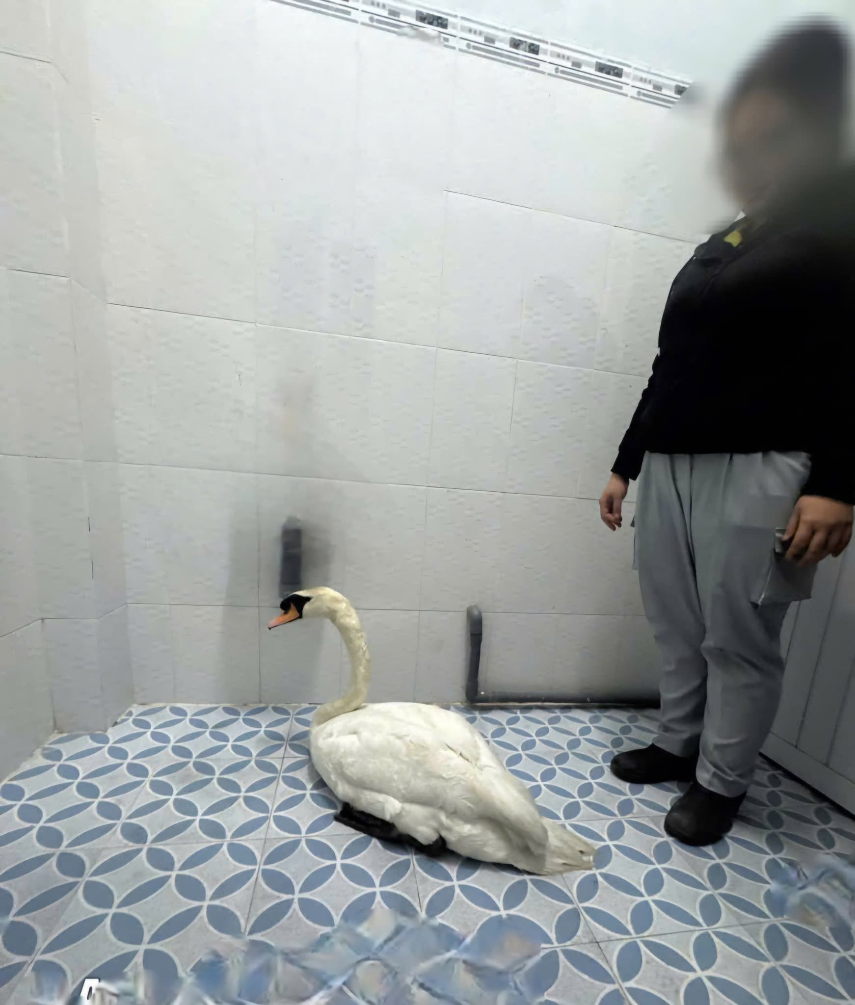 Sau vụ bắt cóc hy hữu, con thiên nga trắng còn lại tại Thảo Cầm Viên trong tình trạng khác lạ khiến nhiều người lo lắng- Ảnh 6.