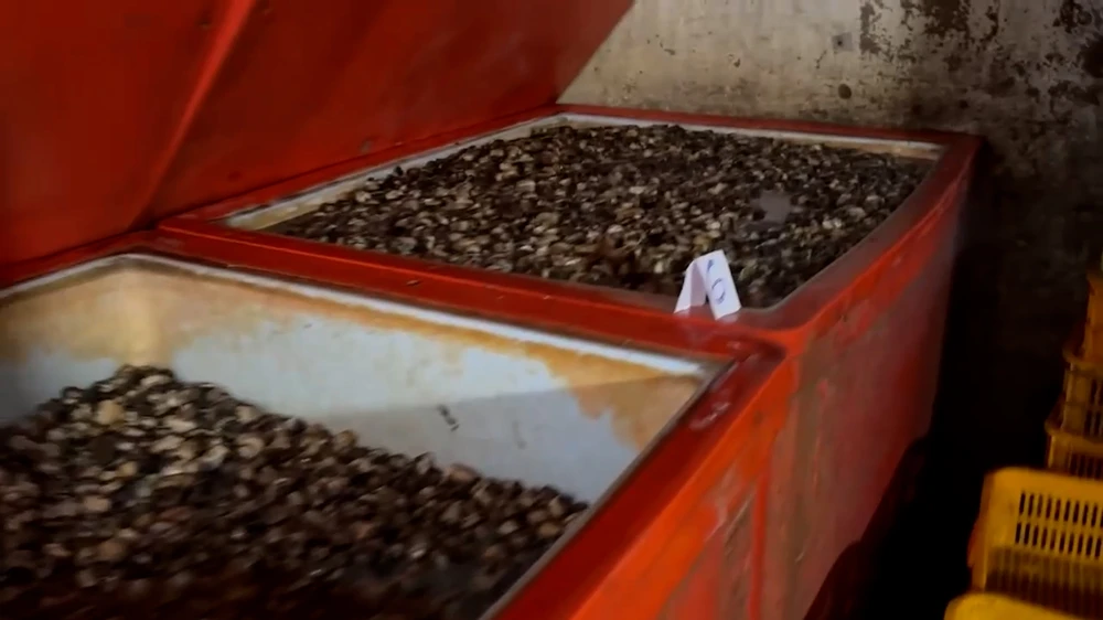 loi khai oc ngam hoa chat.jpg