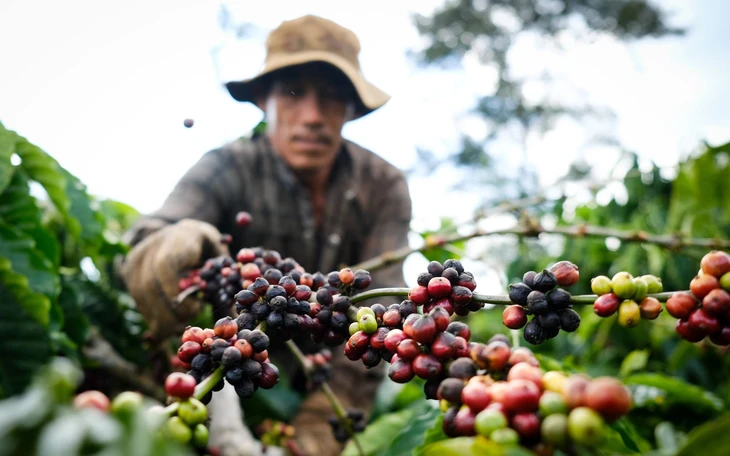 Giá cà phê duy trì đà tăng, nông dân sẽ lại lãi lớn? - Ảnh 2.
