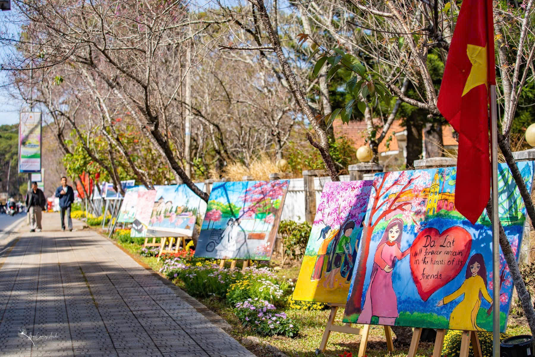 Mai anh đào nở rộ, 'nhuộm hồng' Đà Lạt trước Tết Bính Ngọ- Ảnh 2.