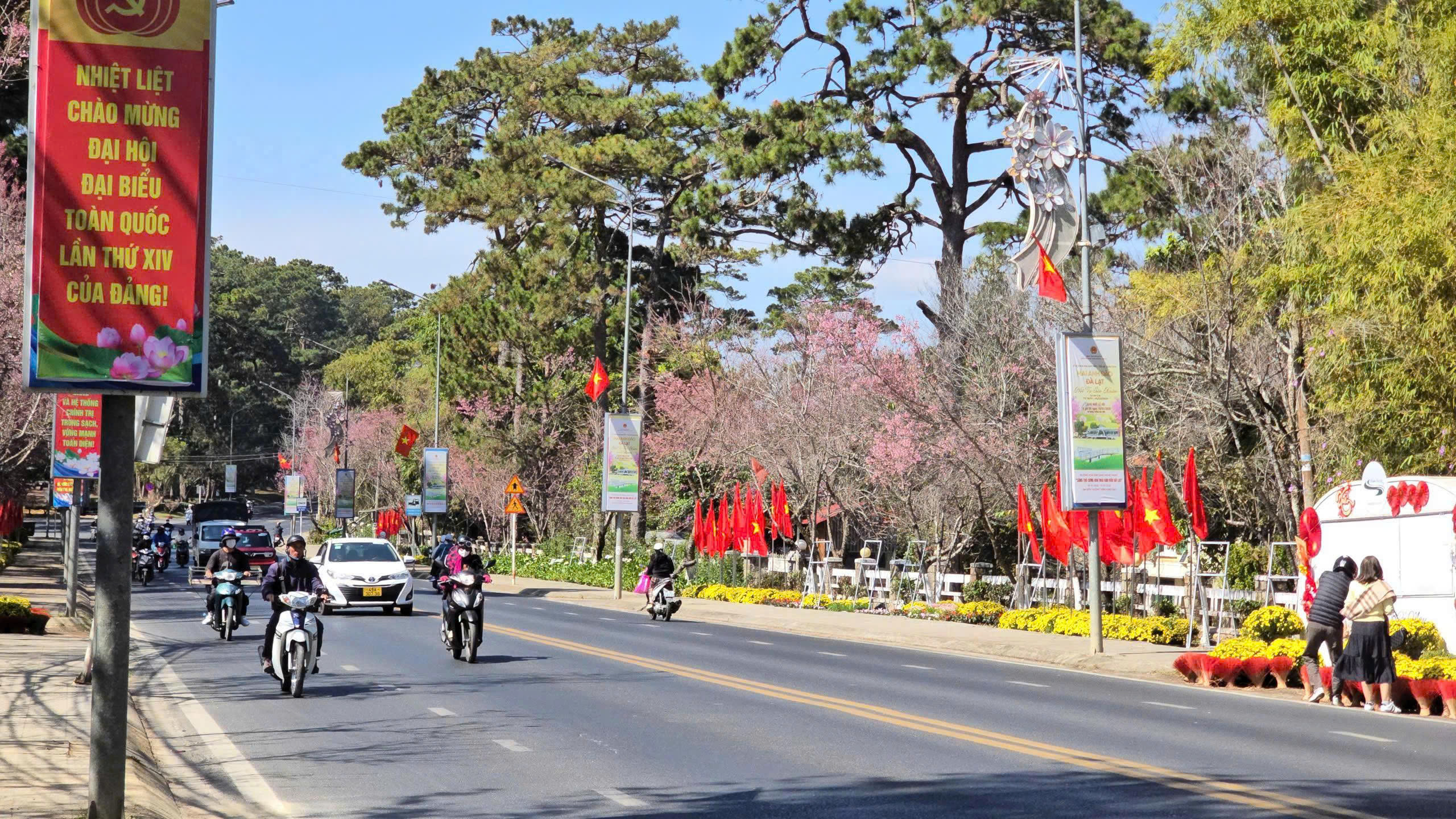 Mai anh đào nở rộ, 'nhuộm hồng' Đà Lạt trước Tết Bính Ngọ- Ảnh 3.