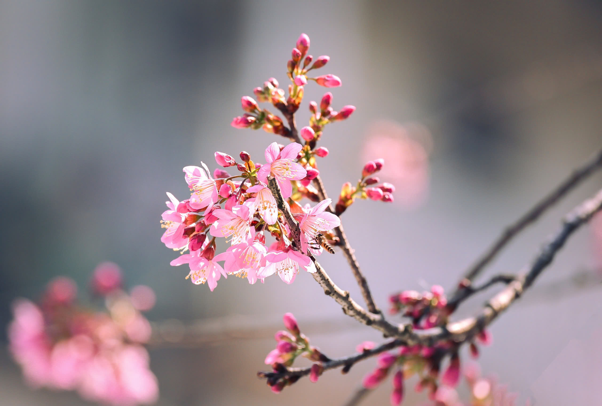 Mai anh đào nở rộ, 'nhuộm hồng' Đà Lạt trước Tết Bính Ngọ- Ảnh 4.