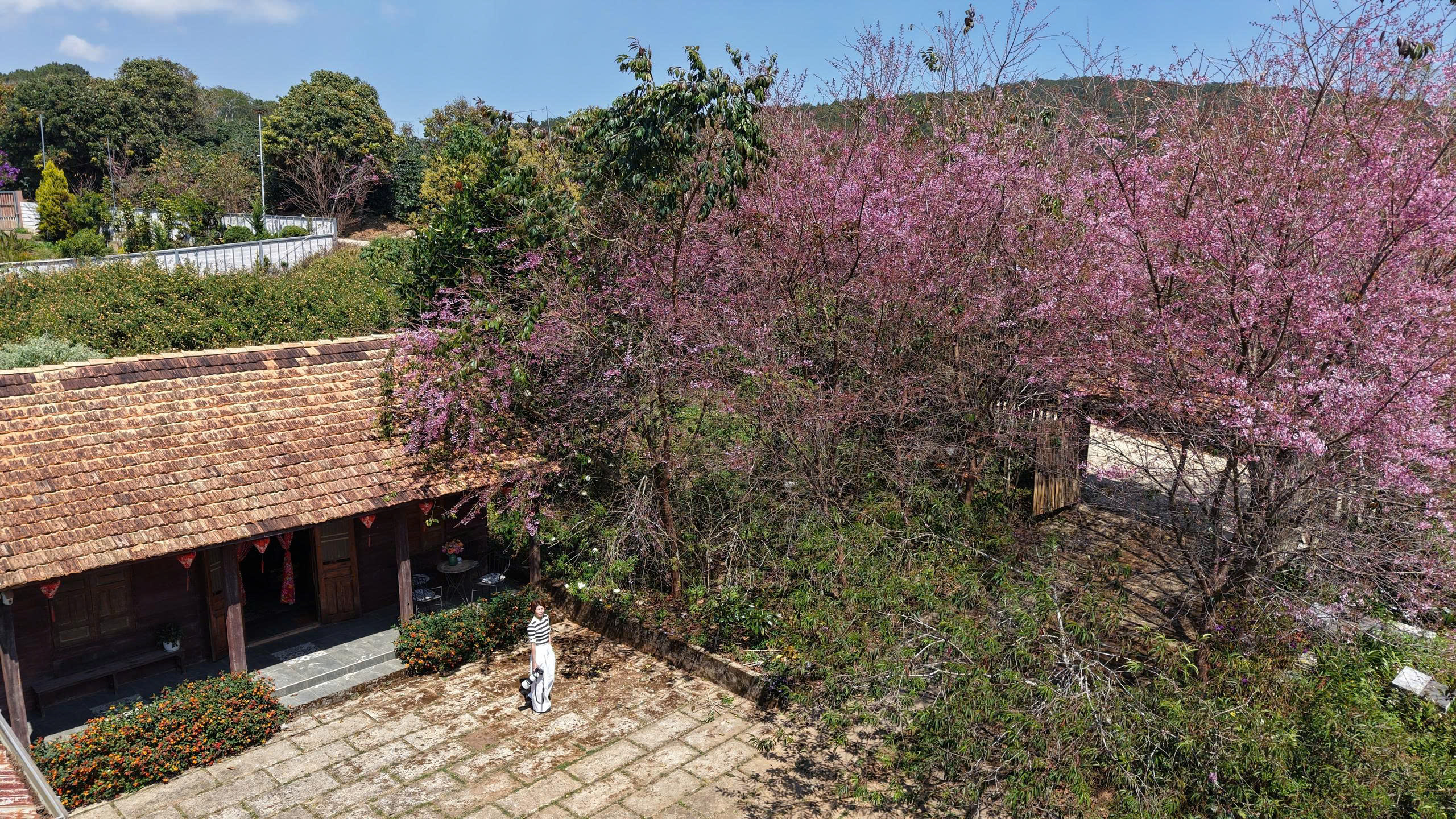 Mai anh đào nở rộ, 'nhuộm hồng' Đà Lạt trước Tết Bính Ngọ- Ảnh 9.