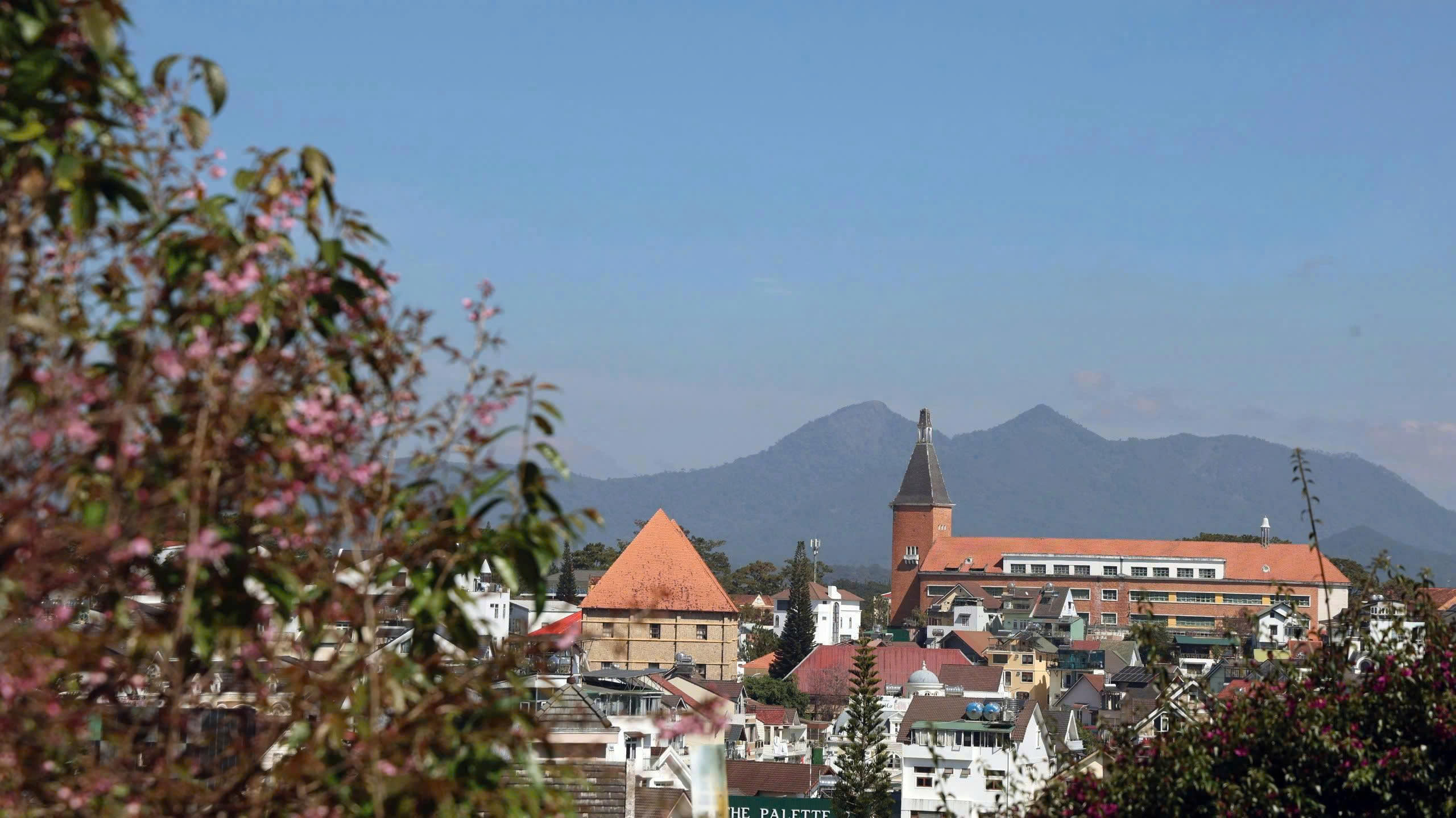 Mai anh đào nở rộ, 'nhuộm hồng' Đà Lạt trước Tết Bính Ngọ- Ảnh 11.