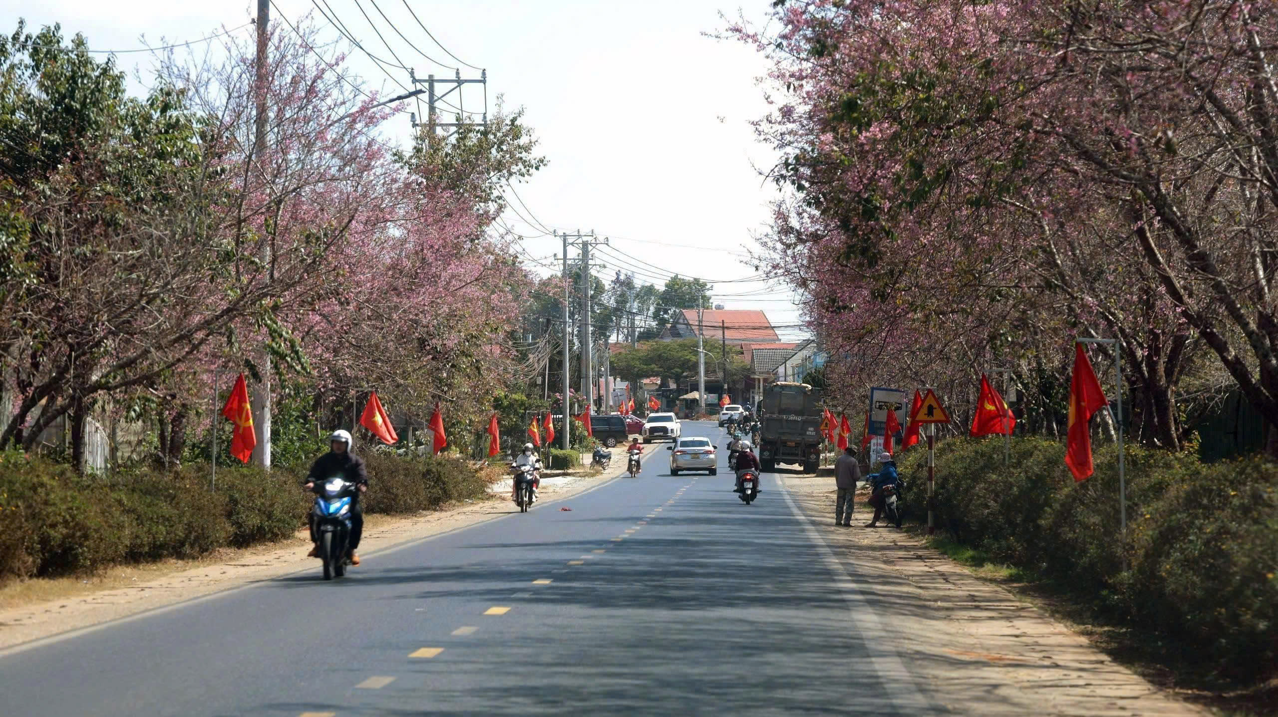 Mai anh đào nở rộ, 'nhuộm hồng' Đà Lạt trước Tết Bính Ngọ- Ảnh 12.