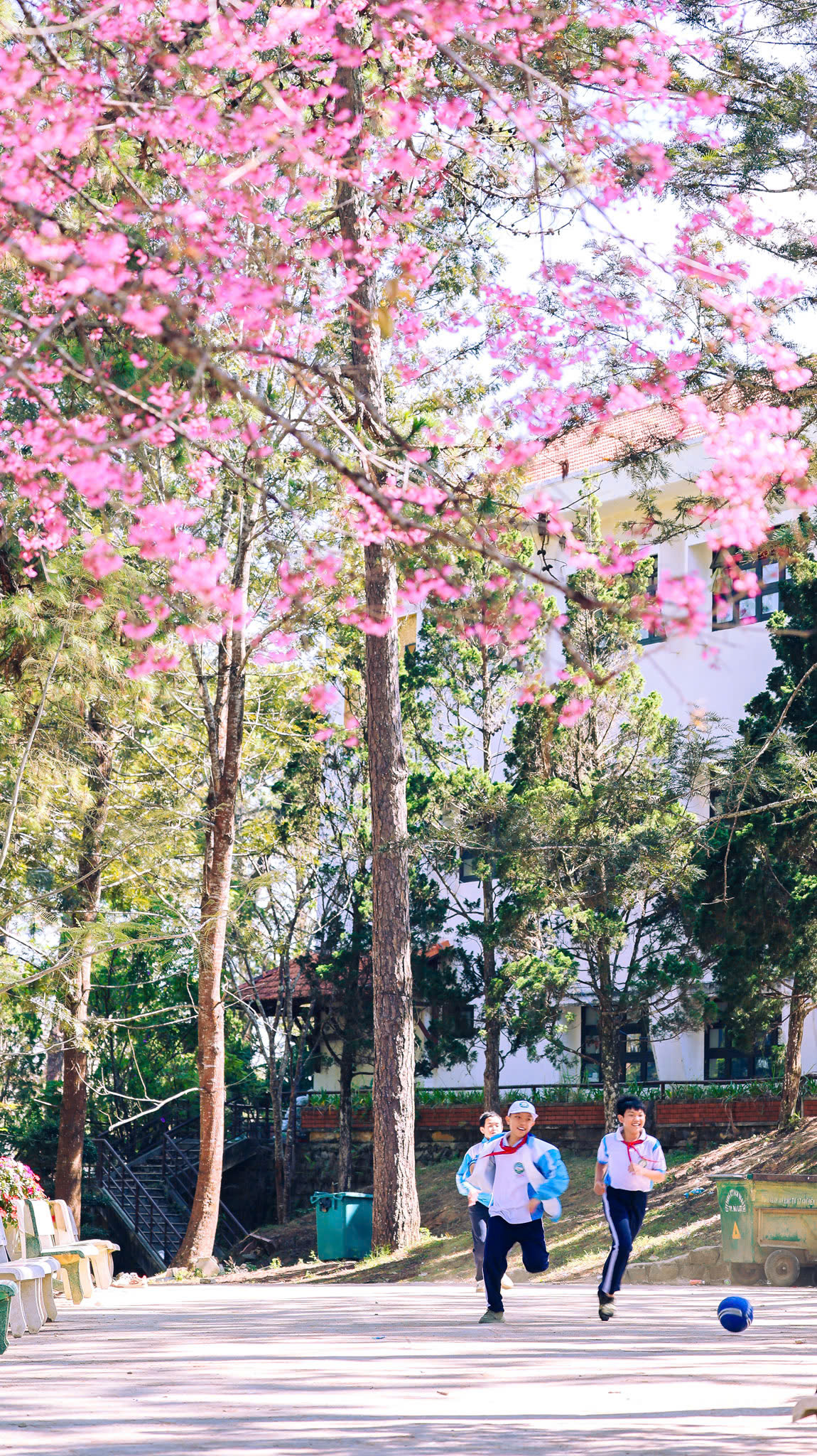 Mai anh đào nở rộ, 'nhuộm hồng' Đà Lạt trước Tết Bính Ngọ- Ảnh 13.