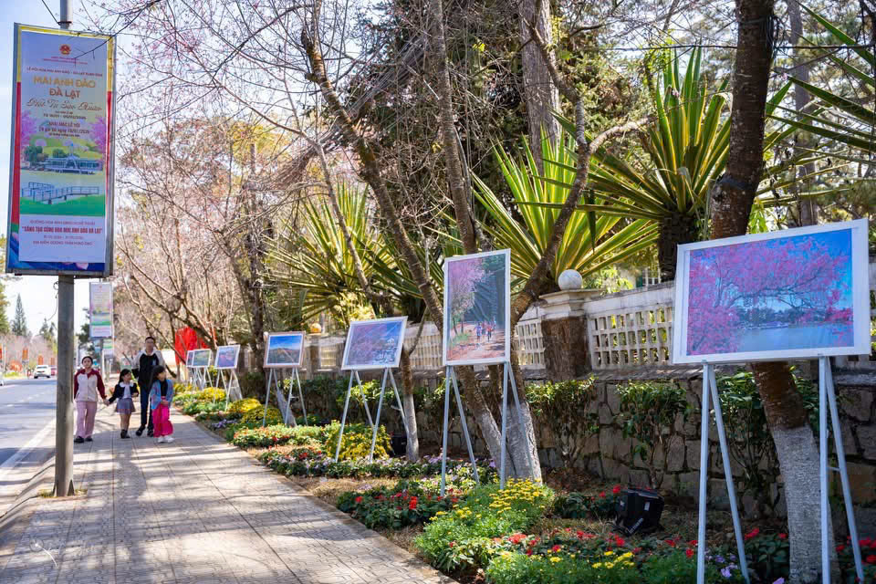 Mai anh đào nở rộ, 'nhuộm hồng' Đà Lạt trước Tết Bính Ngọ- Ảnh 17.