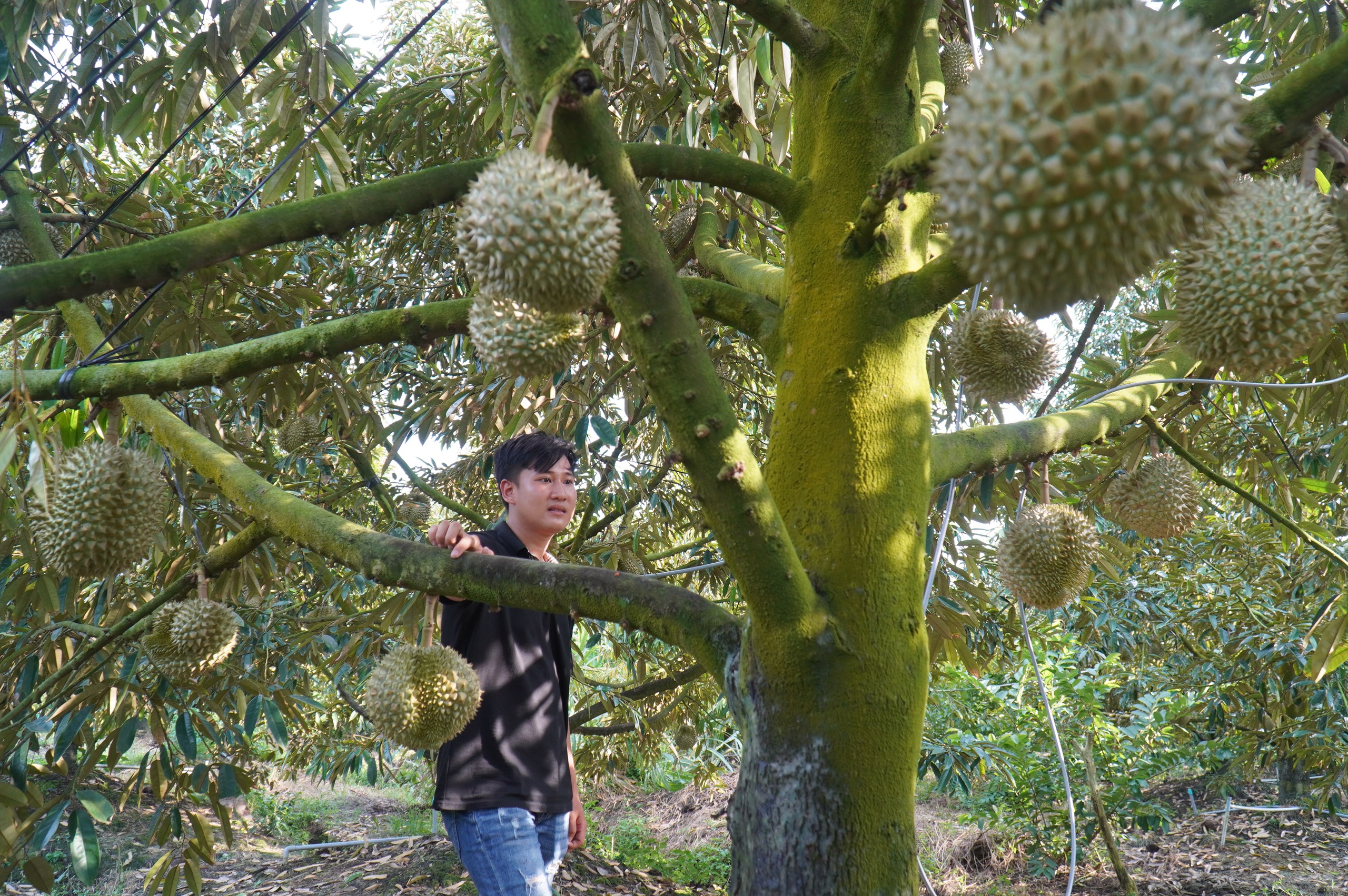 lĩnh vực thú y - Ảnh 3.