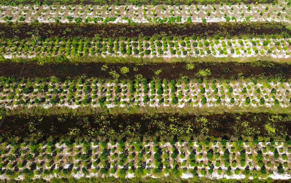 làng mai Tân Tây 13.JPG