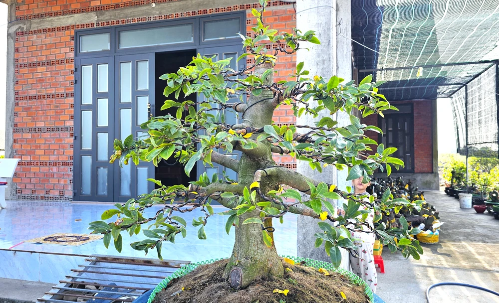 làng mai Tân Tây 8.jpg