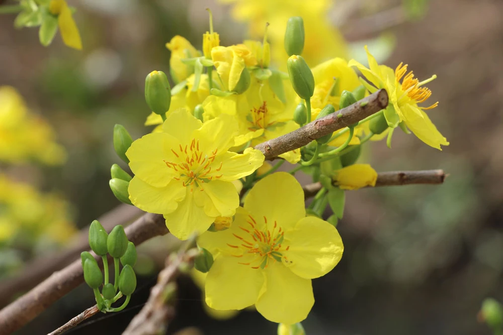 làng mai Tân Tây 15.jpg