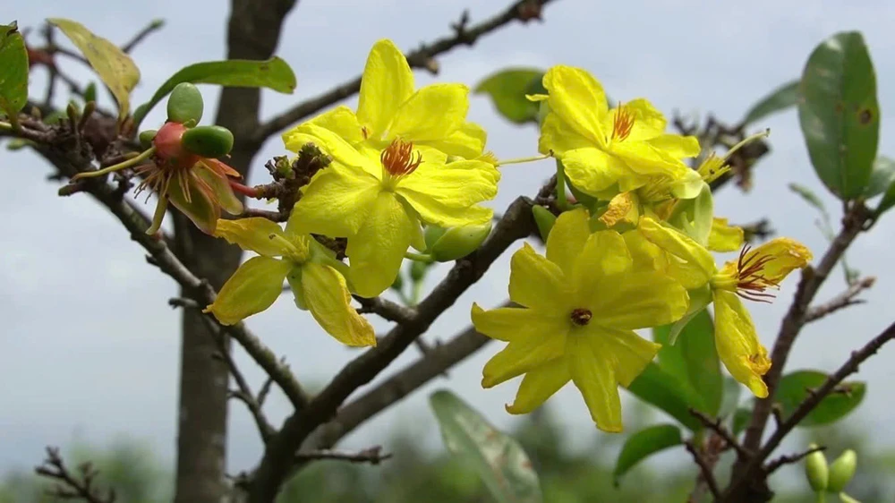 làng mai Tân Tây 14.jpg