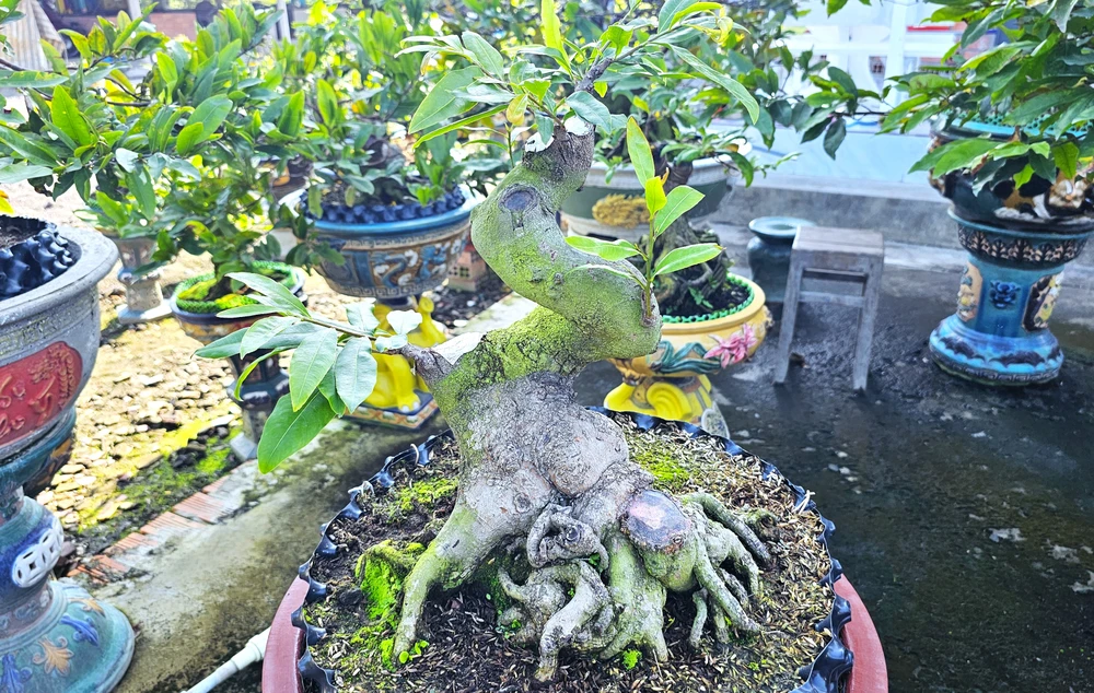 làng mai Tân Tây 5.jpg