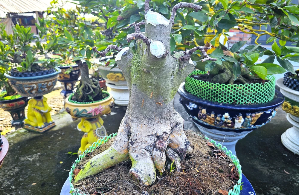 làng mai Tân Tây 9.jpg