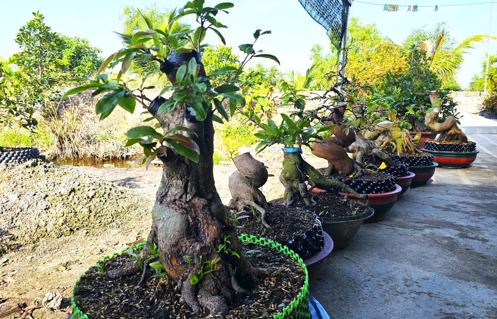 làng mai Tân Tây 7.jpg