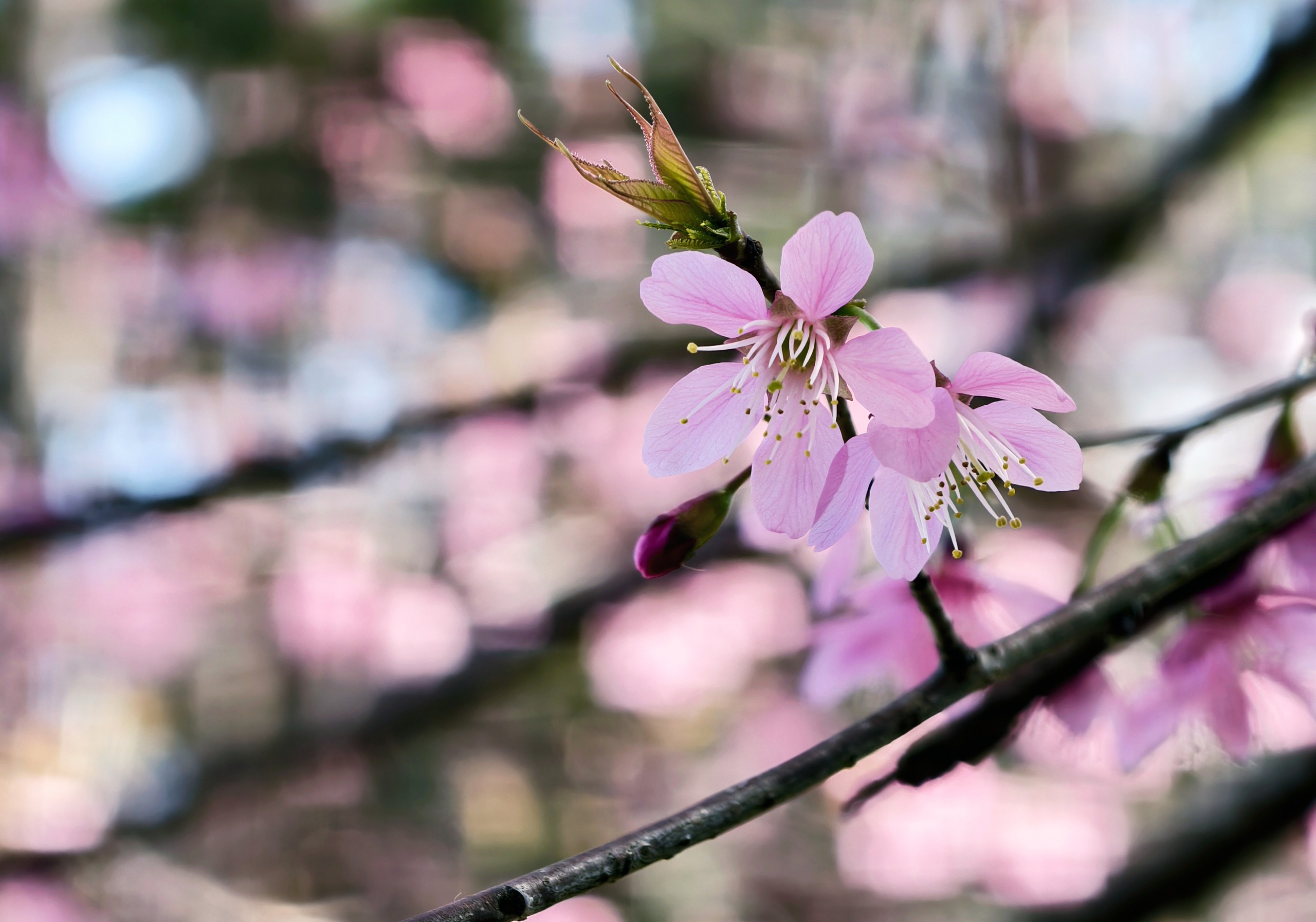 Du khách đổ về những cung đường mai anh đào đẹp nhất Đà Lạt - 5