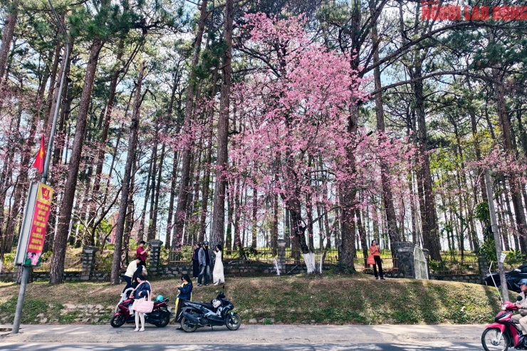 Du khách đổ về những cung đường mai anh đào đẹp nhất Đà Lạt - 7