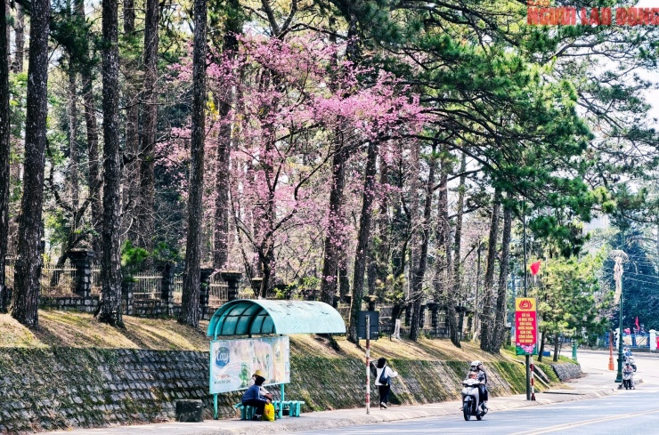 Du khách đổ về những cung đường mai anh đào đẹp nhất Đà Lạt - 11