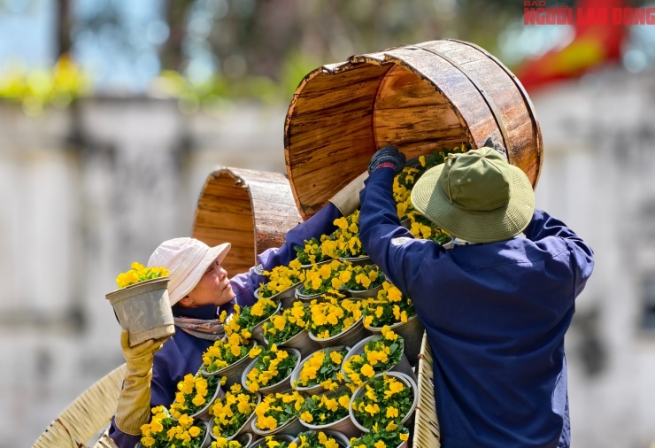 Du khách đổ về những cung đường mai anh đào đẹp nhất Đà Lạt - 14