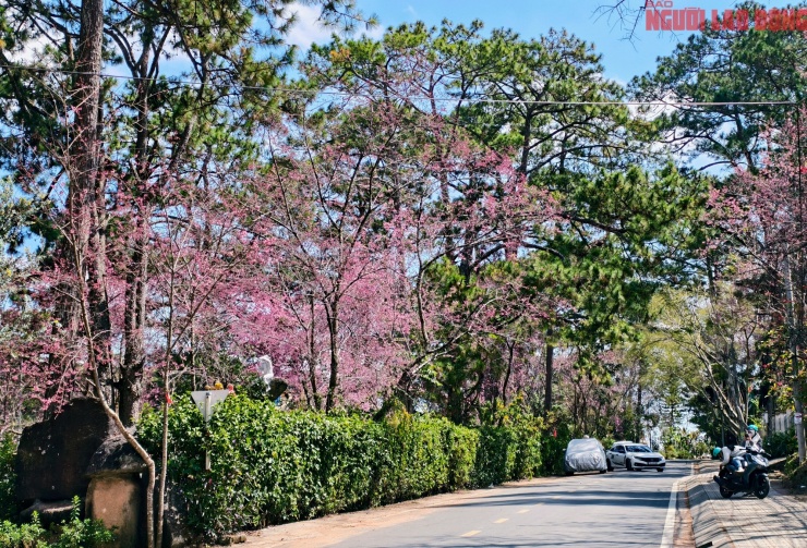 Du khách đổ về những cung đường mai anh đào đẹp nhất Đà Lạt - 16