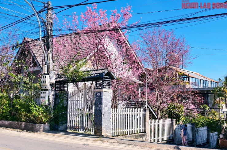 Du khách đổ về những cung đường mai anh đào đẹp nhất Đà Lạt - 18