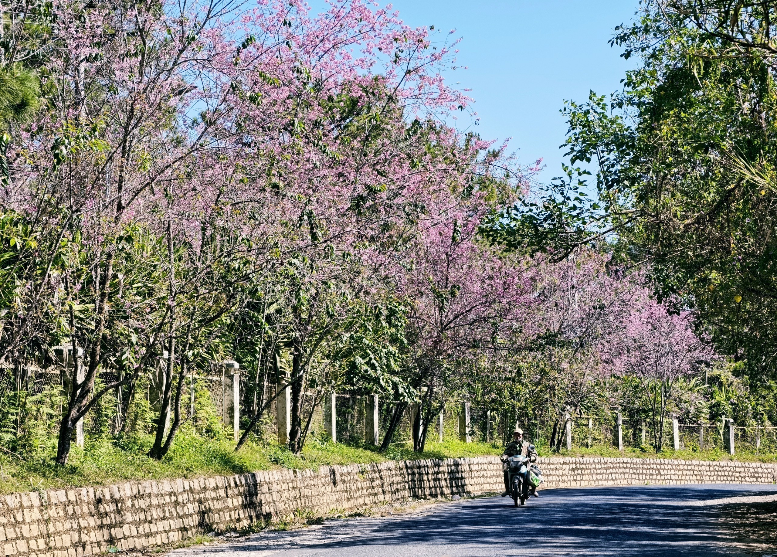 Du khách đổ về những cung đường mai anh đào đẹp nhất Đà Lạt - 21