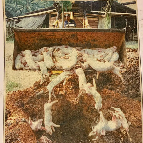 Báo Malaysia đưa tin về đợt bùng dịch Nipah năm 1999 phá hủy hoàn toàn ngành chăn nuôi lợn. Ảnh: Telegraph
