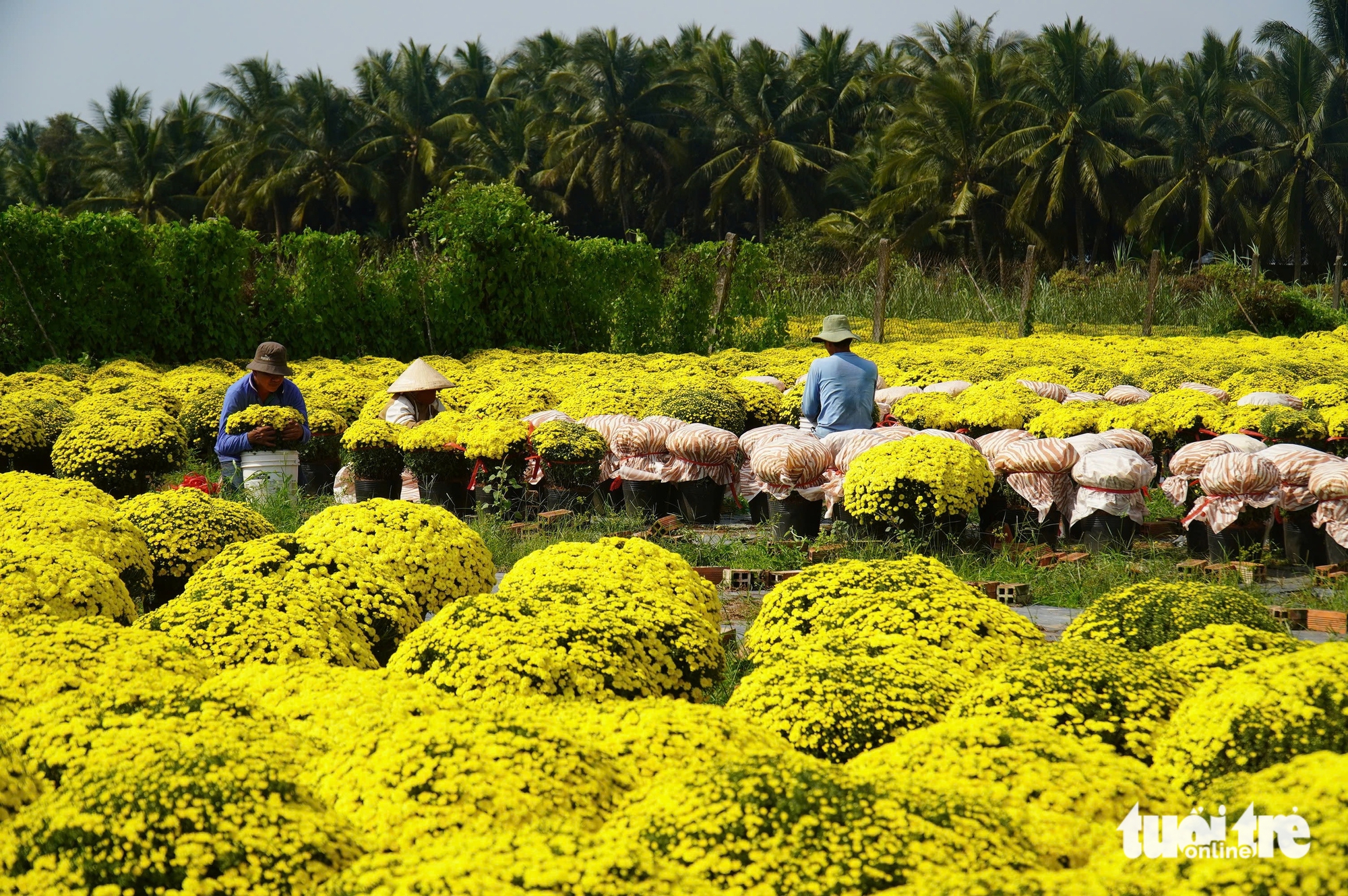 nở sớm - Ảnh 2.