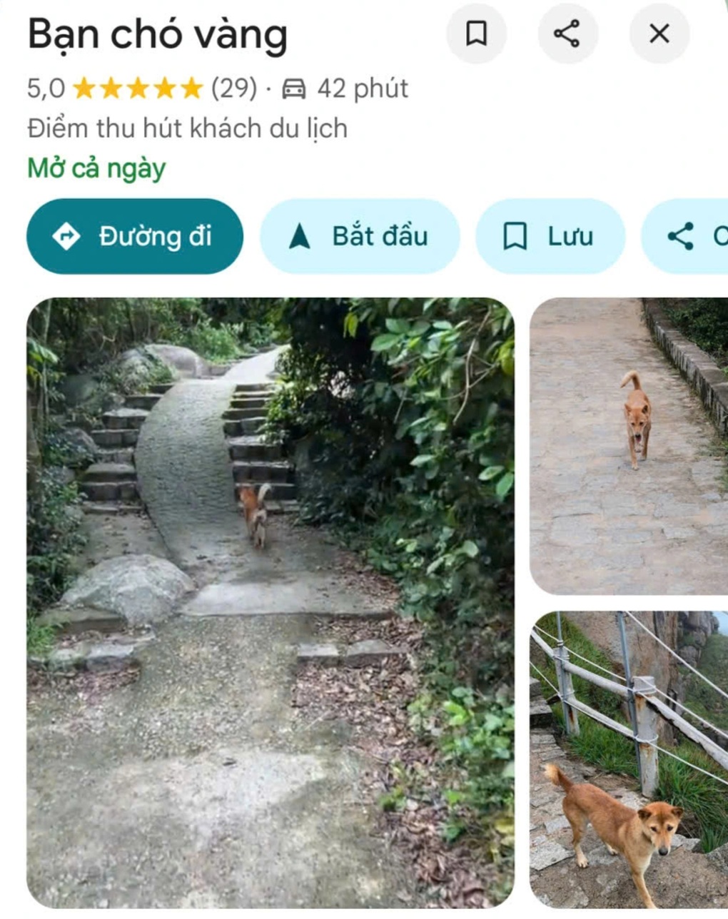 Chú chó ở Phú Yên gây sốt vì chỉ đường cho khách như hướng dẫn viên - 3