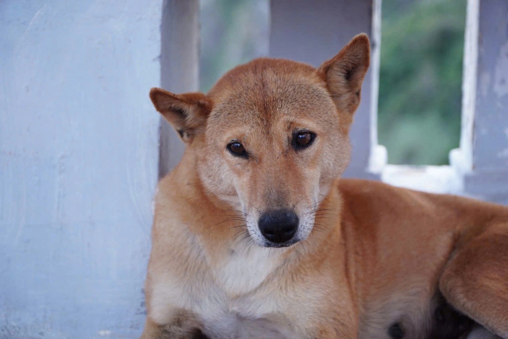 Chú chó ở Phú Yên gây sốt vì chỉ đường cho khách như hướng dẫn viên - 5