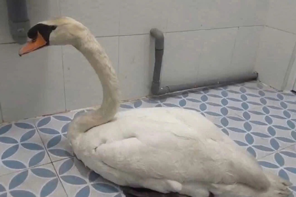 Vụ trộm thiên nga trắng của Thảo cầm viên Sài Gòn: Người mua khai gì? - 2