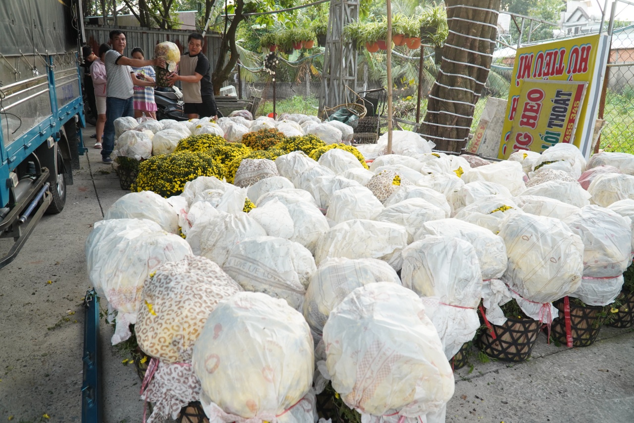 Ấm lòng ngày giáp Tết: Người dân TP.HCM chung tay giải cứu từng chậu cúc mâm xôi, giúp bà con nông dân miền Tây vơi bớt nỗi lo mất mùa- Ảnh 5.