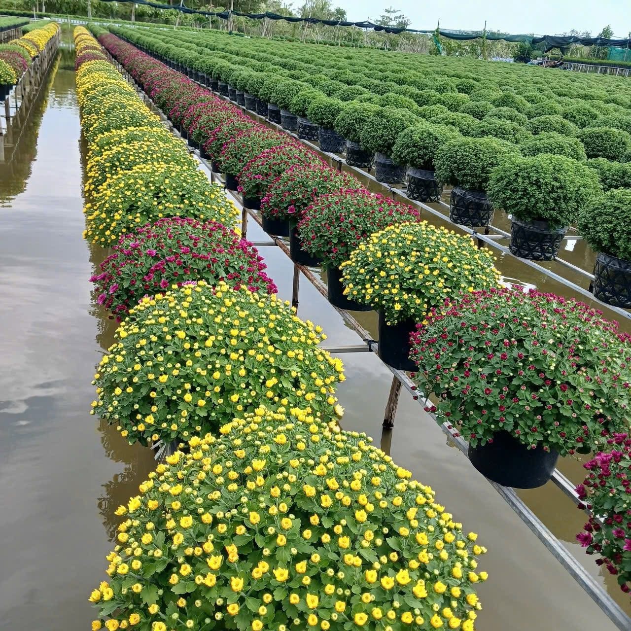 Ấm lòng ngày giáp Tết: Người dân TP.HCM chung tay giải cứu từng chậu cúc mâm xôi, giúp bà con nông dân miền Tây vơi bớt nỗi lo mất mùa- Ảnh 16.