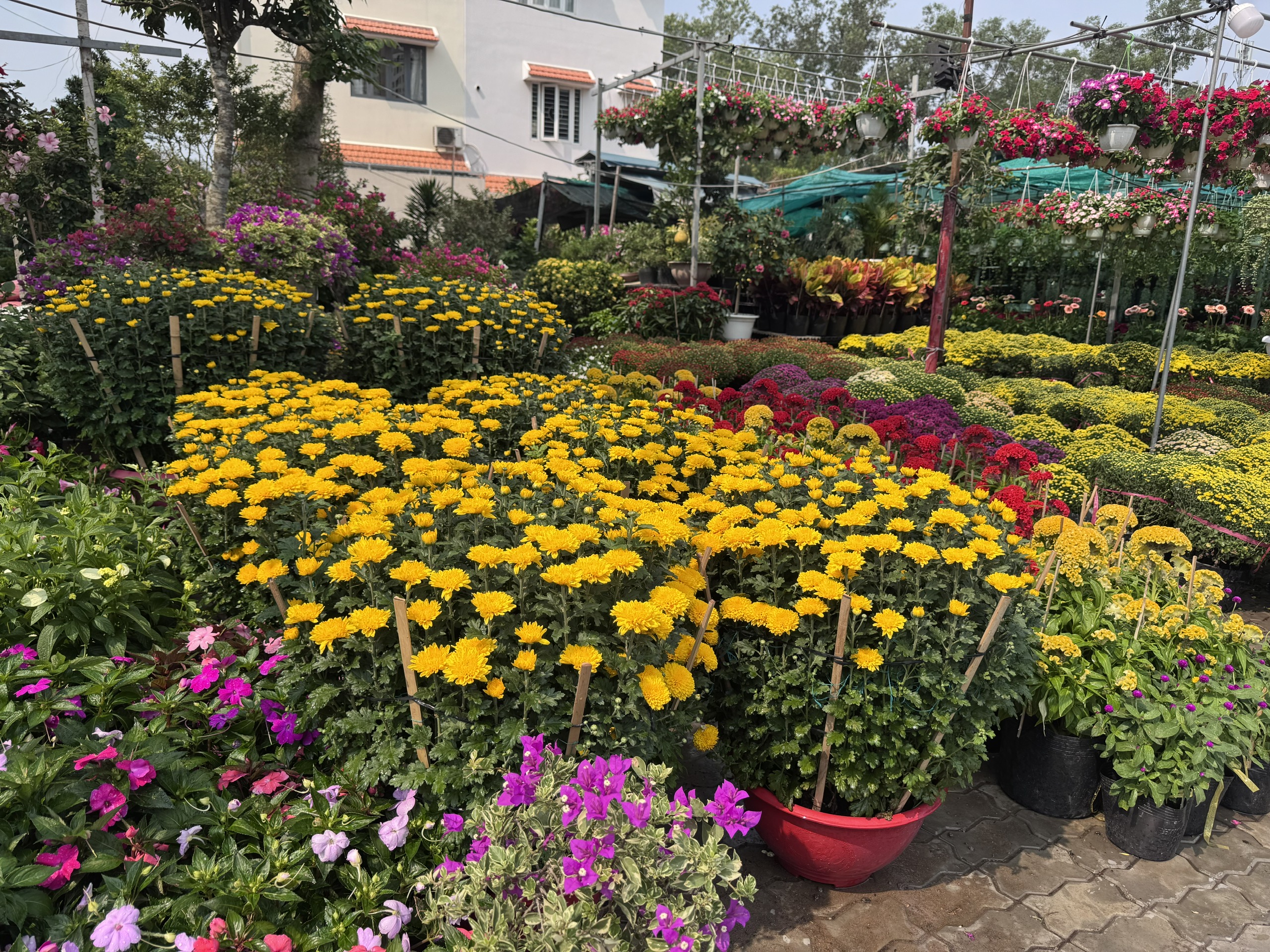 Hoa, kiểng Tết bắt đầu nhộn nhịp - Ảnh 2. Hoa, kiểng Tết bắt đầu nhộn nhịp - Ảnh 2.