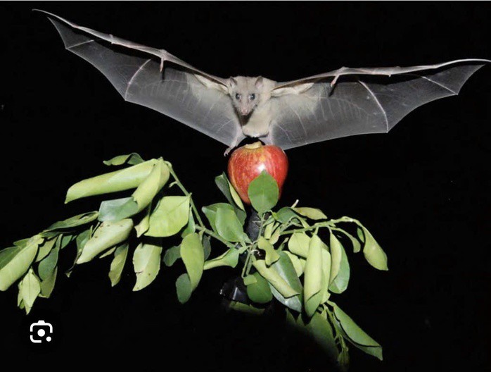 Việt Nam chưa ghi nhận ca bệnh Nipah nhưng chúng ta lại nằm trong vùng có dơi ăn quả, có khí hậu, hệ sinh thái tương đồng với những nước từng có Nipah