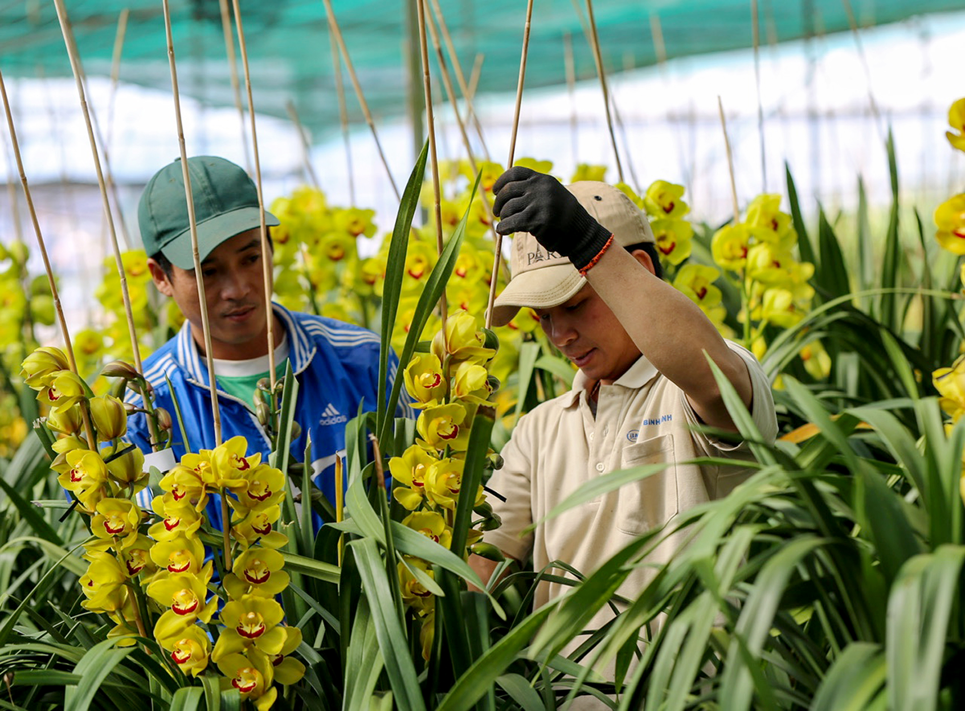 Nhà vườn miền Tây chuẩn bị trái cây tạo hình, in chữ bán Tết 2 Nhà vườn miền Tây chuẩn bị trái cây tạo hình, in chữ bán Tết - Ảnh 2.